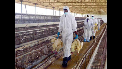 Centre steps in as bird flu probe widens in Chhattisgarh's Bilaspur; curbs hit poultry trade