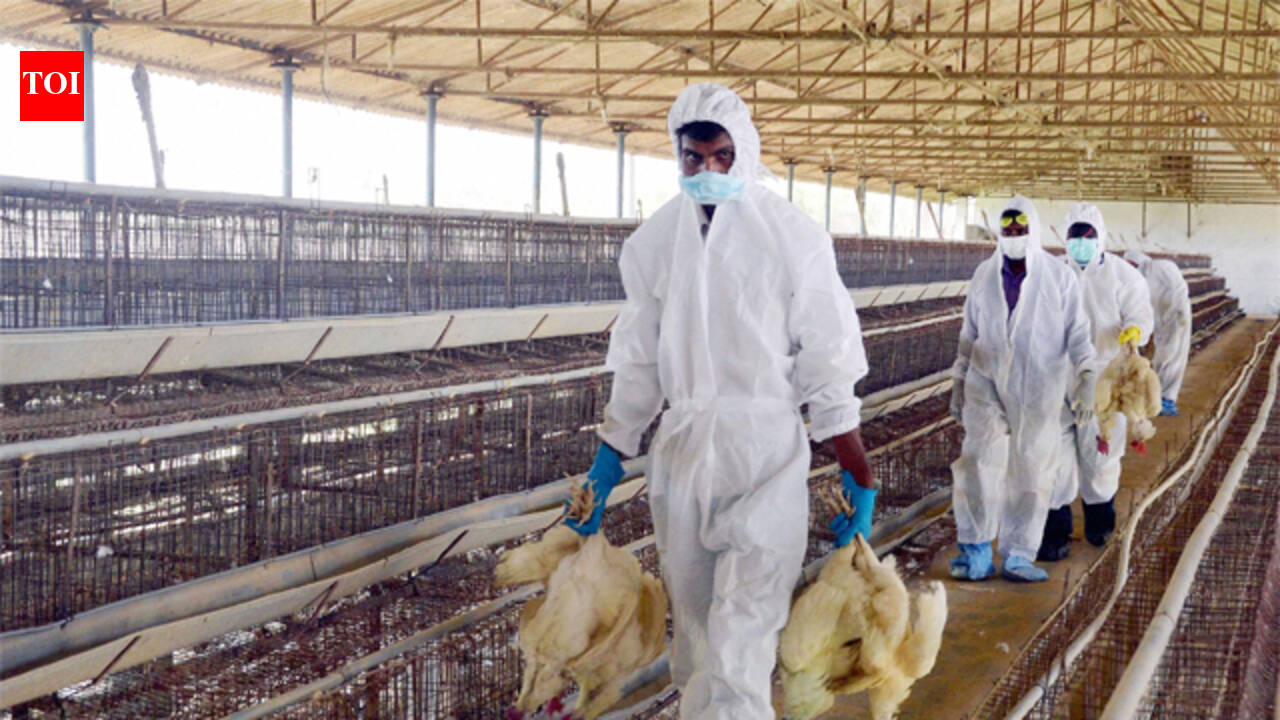 Centre steps in as bird flu probe widens in Chhattisgarh's Bilaspur; curbs hit poultry trade