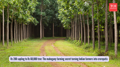 Rs 200 sapling to Rs 60,000 tree: The mahogany farming secret turning Indian farmers into crorepatis