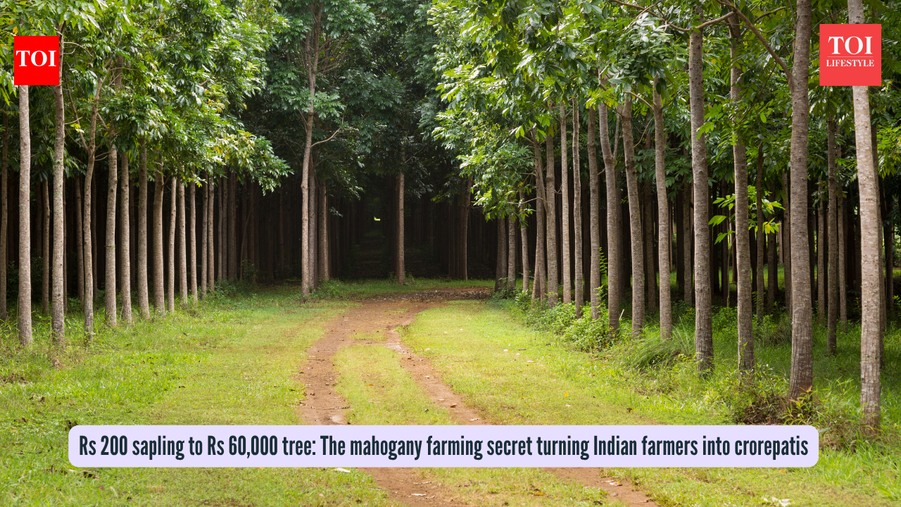 Rs 200 sapling to Rs 60,000 tree: The mahogany farming secret turning Indian farmers into crorepatis