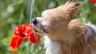 22 flowers that can be deadly for pets, warn experts: 7 alternatives that are safe blooms in bouquets