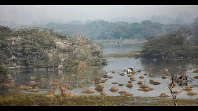 Digital fencing around Sultanpur buffer zone in Haryana to check illegal construction