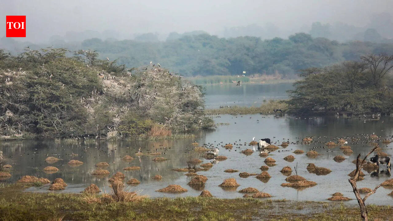 Digital fencing around Sultanpur buffer zone in Haryana to check illegal construction