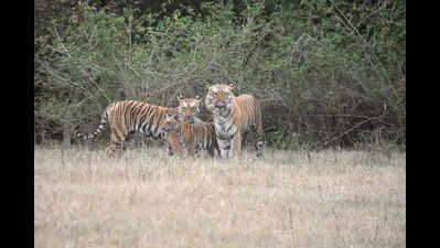 Tiger couple resurrects MP’s ‘first’ sanctuary