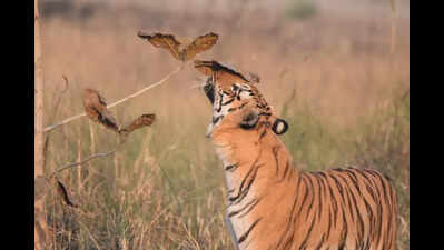 Tiger couple resurrects MP’s ‘first’ sanctuary