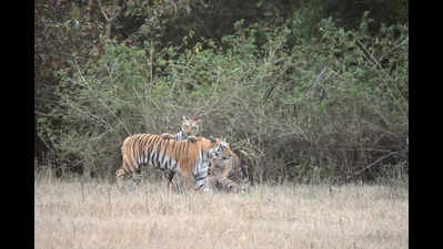 Tiger couple resurrects MP’s ‘first’ sanctuary
