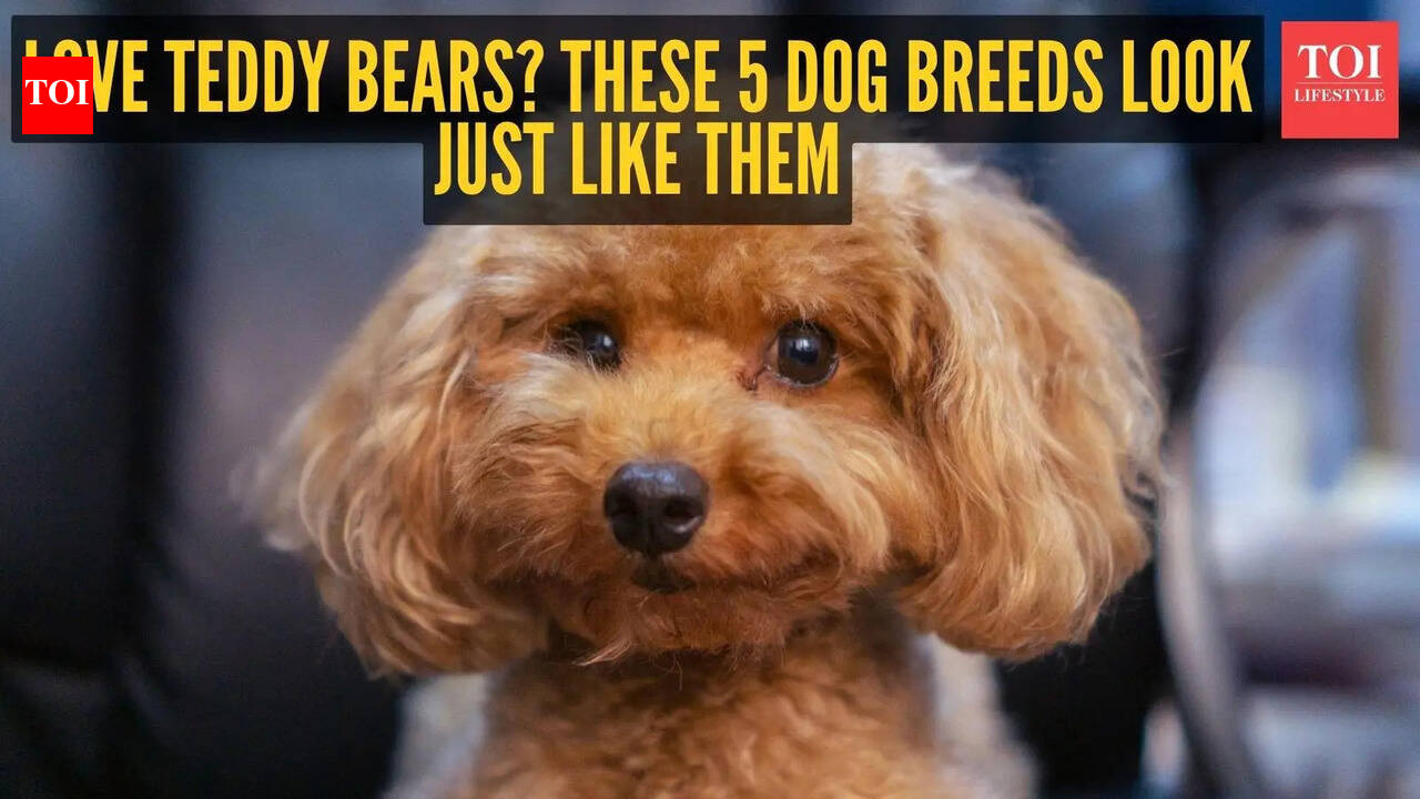 Love teddy bears? These 5 dog breeds look just like them