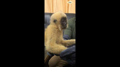 Critically endangered gibbon, turtles seized at Kolkata airport