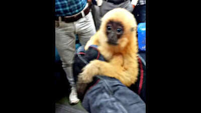 Critically endangered gibbon, turtles seized at Kolkata airport
