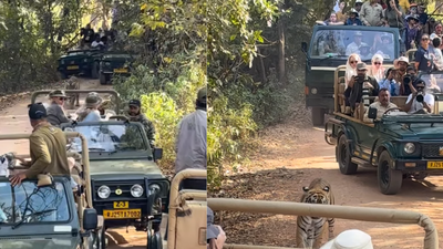 Traffic jam in the jungle: Viral video shows tiger surrounded by vehicles at Ranthambore National Park