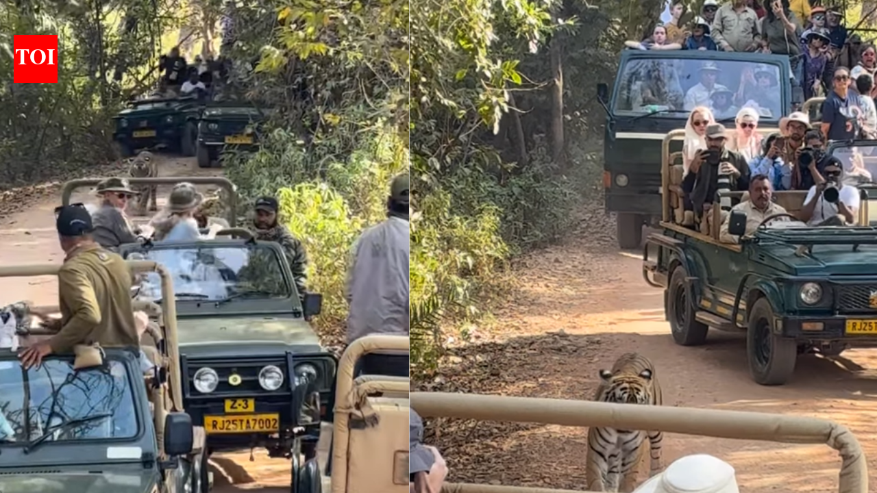 Traffic jam in the jungle: Viral video shows tiger surrounded by vehicles at Ranthambore National Park