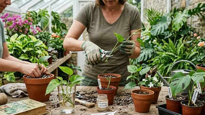 Which plants can be grown from stem cuttings? Know the correct way to plant them
