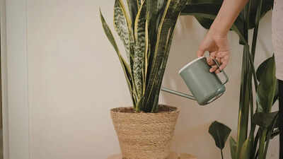 Do snake plants really attract snakes: Understanding the truth about their appearance and why they are linked to snakes