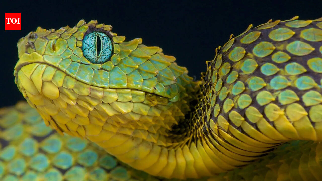 From ‘flying’ to surviving a year without food: 7 snake facts explained
