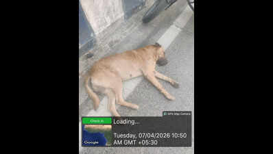 Rabies scare after dog bites five near Mhatre Bridge