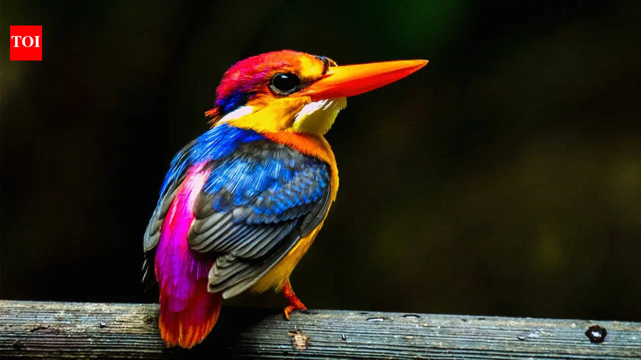 10 most brightly coloured birds to spot in Indian forests