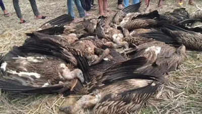Dudhwa buffer zone staff collecting carcasses after death of 25 vultures