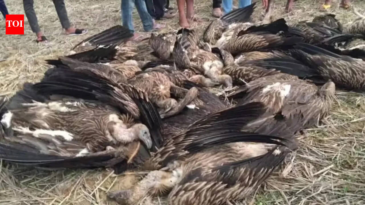 Dudhwa buffer zone staff collecting carcasses after death of 25 vultures