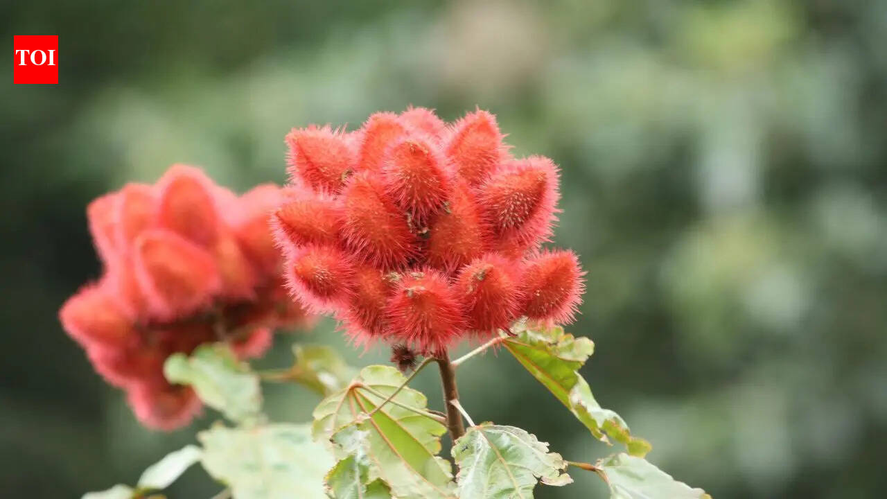 How to grow ‘sindoor’ plant at home for natural red colour and multiple benefits | – The Times of India