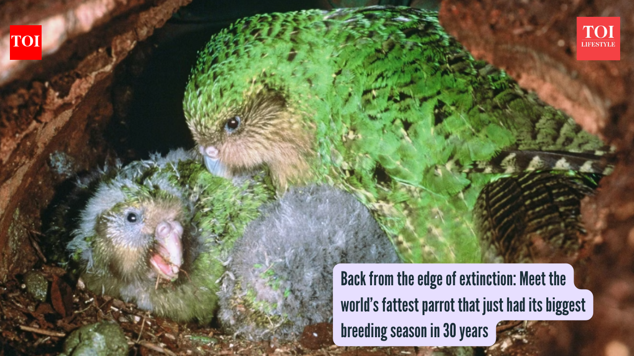 Back from the edge of extinction: Meet the world’s fattest parrot that just had its biggest breeding season in 30 years