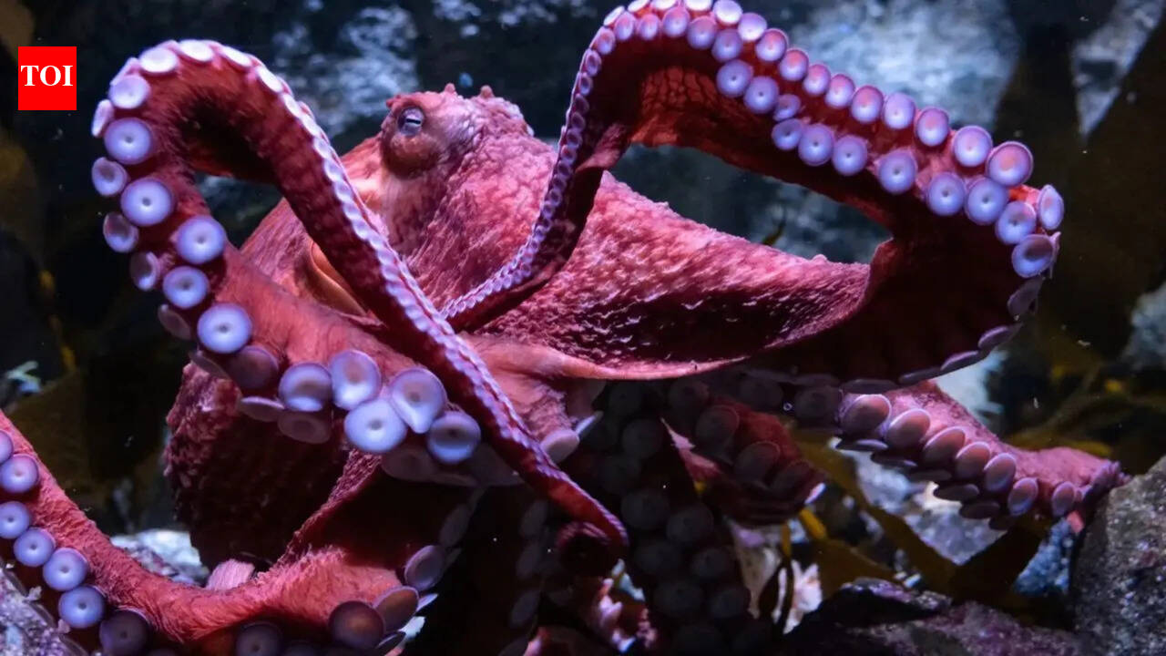 Scientists say world's oldest octopus fossil isn't an octopus after all