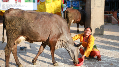 The spiritual significance of cows in Hinduism: Why feeding and caring for them is considered sacred