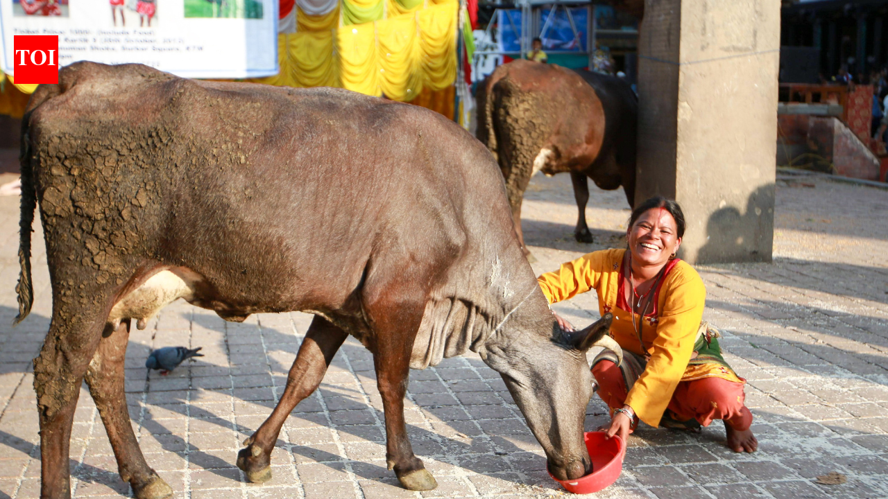 The spiritual significance of cows in Hinduism: Why feeding and caring for them is considered sacred