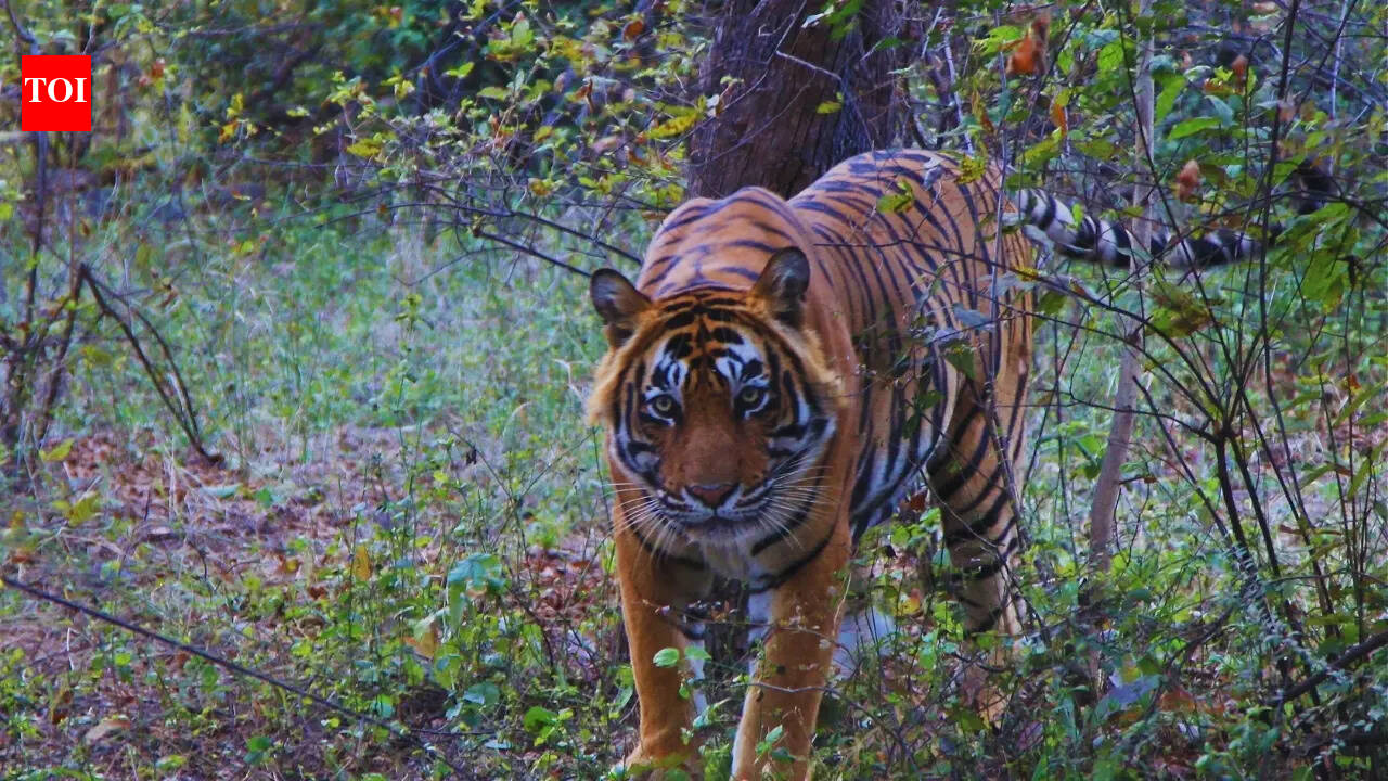 Watch: Ranthambore tiger surrounded by safari vehicles, viral video sparks outrage