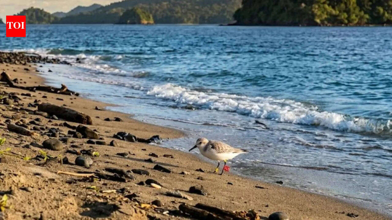 How a 100-gram shorebird flew from Australia to Narcondam Island