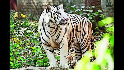 Patna zoo gears up to welcome new animals
