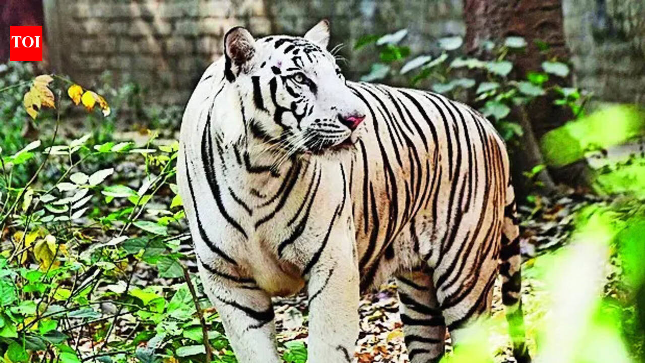Patna zoo gears up to welcome new animals