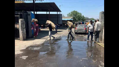 Overflowing drainage lines in Market Yard pose challenge; residents & traders demand urgent repairs
