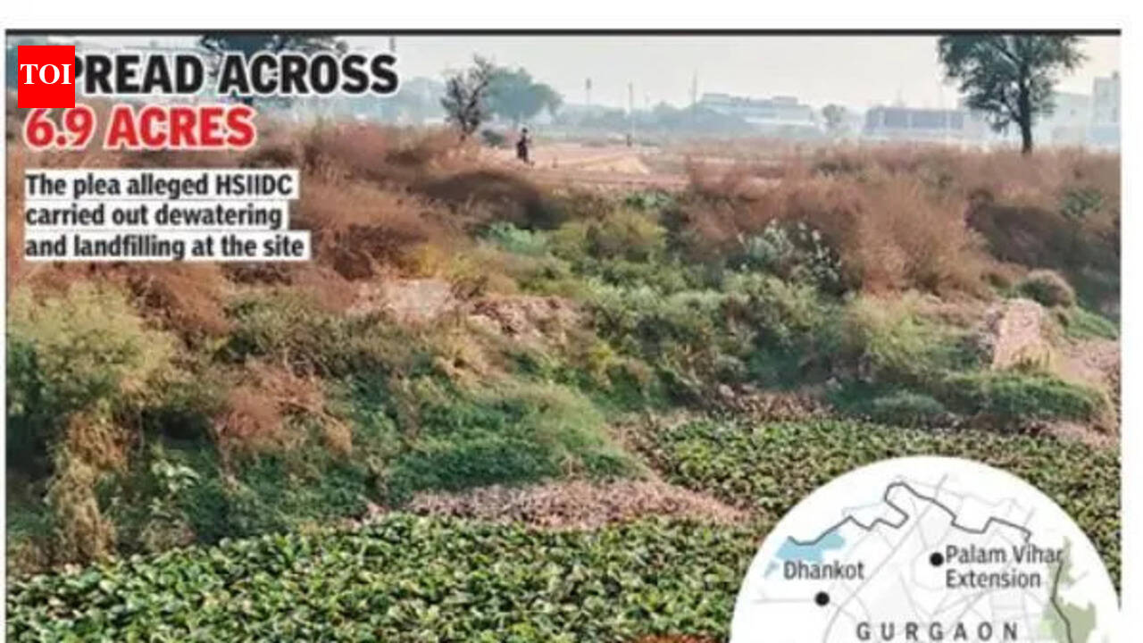 Petition says road built over wetland in Manesar, NGT orders probe