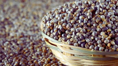 Millets may help boost nutrient recovery