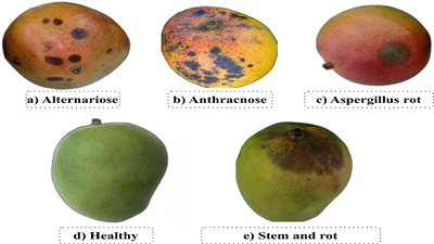 mangoes-turning-black-on-the-tree-do-this-in-time-to-save-them-and-improve-quality.jpg