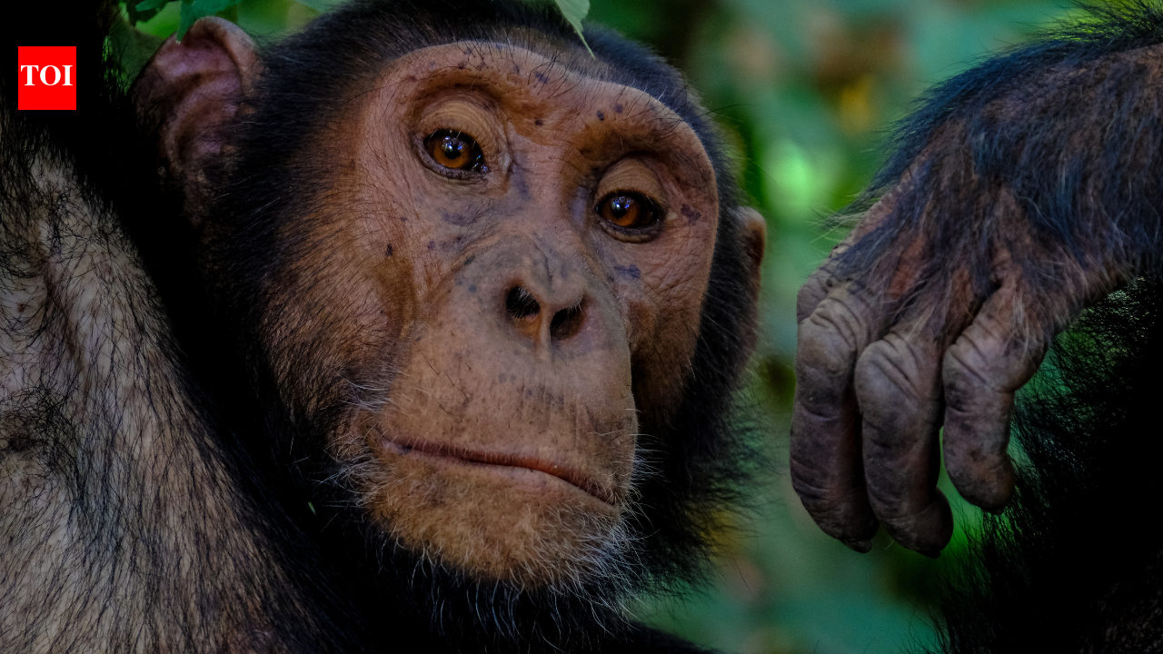 Inside Uganda’s chimpanzee civil war: How a peaceful community split into deadly rival groups