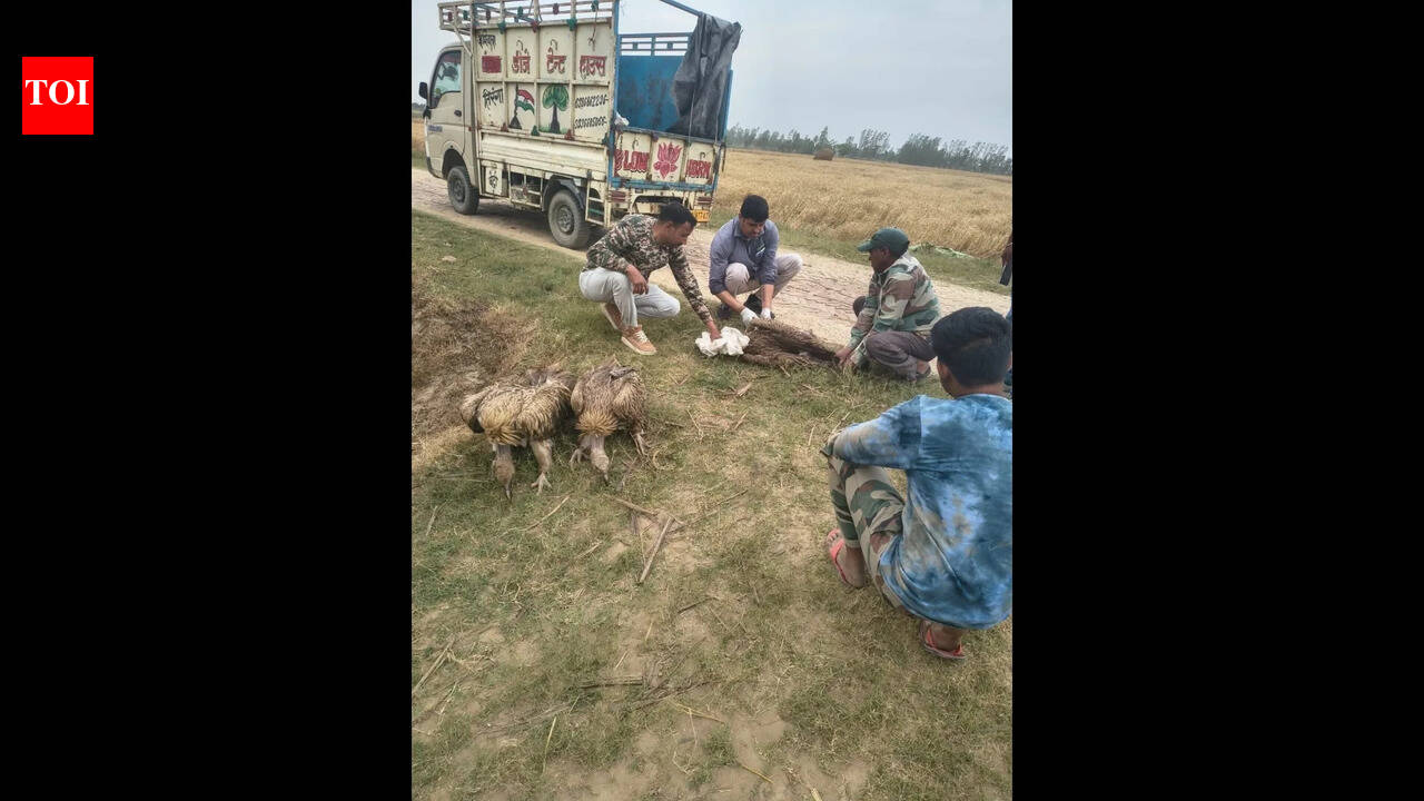 Bird flu scare in Kheri after 25 vultures found dead