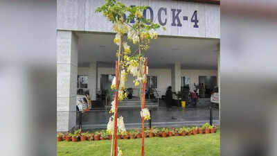 Cassia Fistula is now cynosure of Amaravati