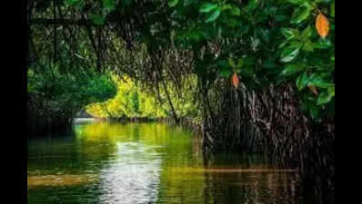 Citizens to gather at Mumbai beach on April 12 to protest mangrove cutting