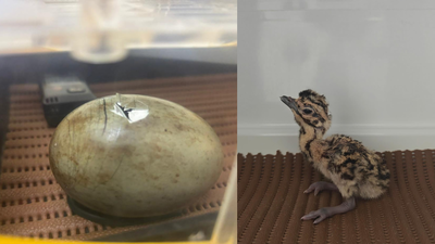 Great Indian Bustard breeding programme shows progress as 11 chicks added in Rajasthan