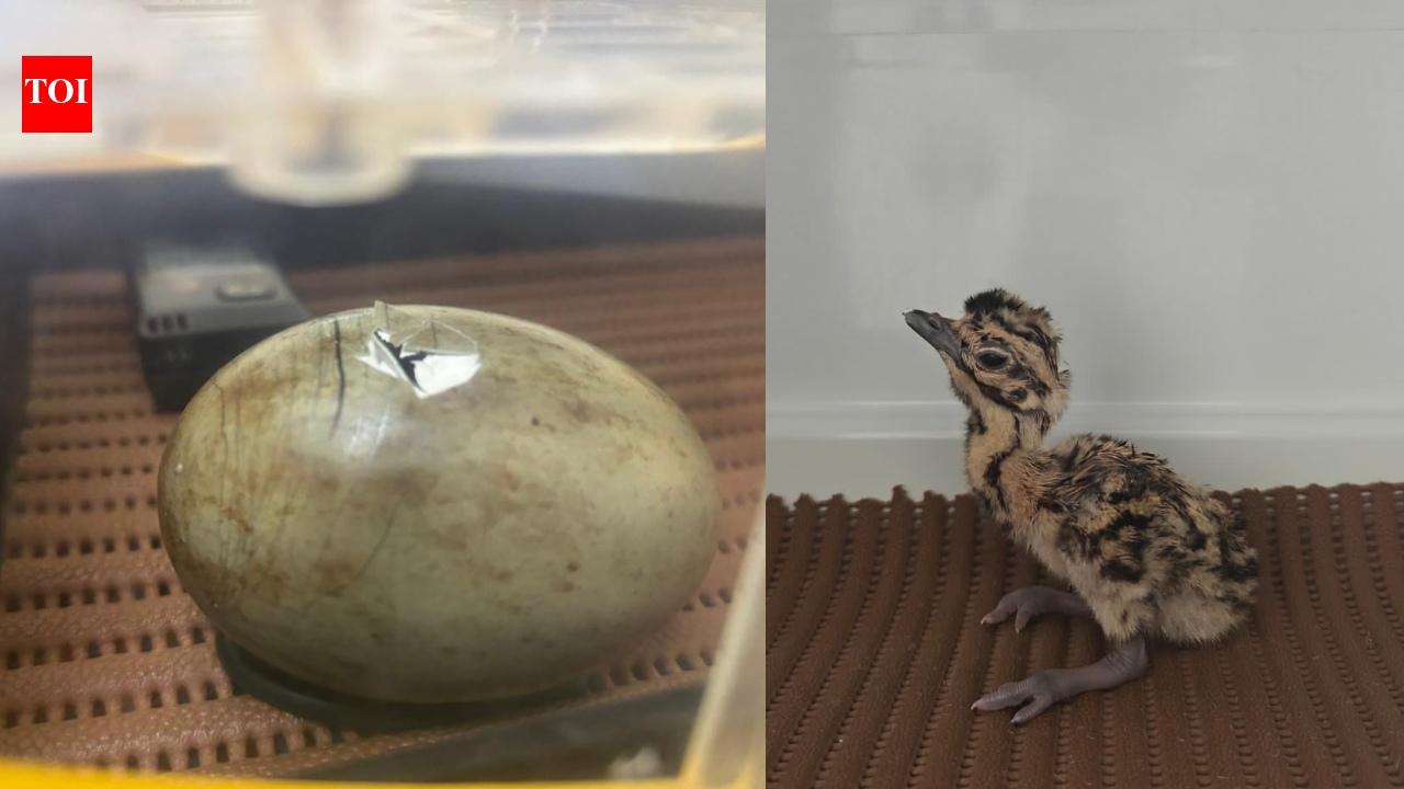 Great Indian Bustard breeding programme shows progress as 11 chicks added in Rajasthan