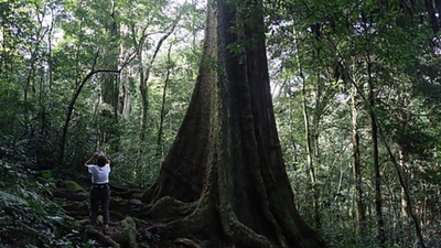 New Mahogany species found in Zanzibar: Threat looms over them as fewer than 30 trees remain