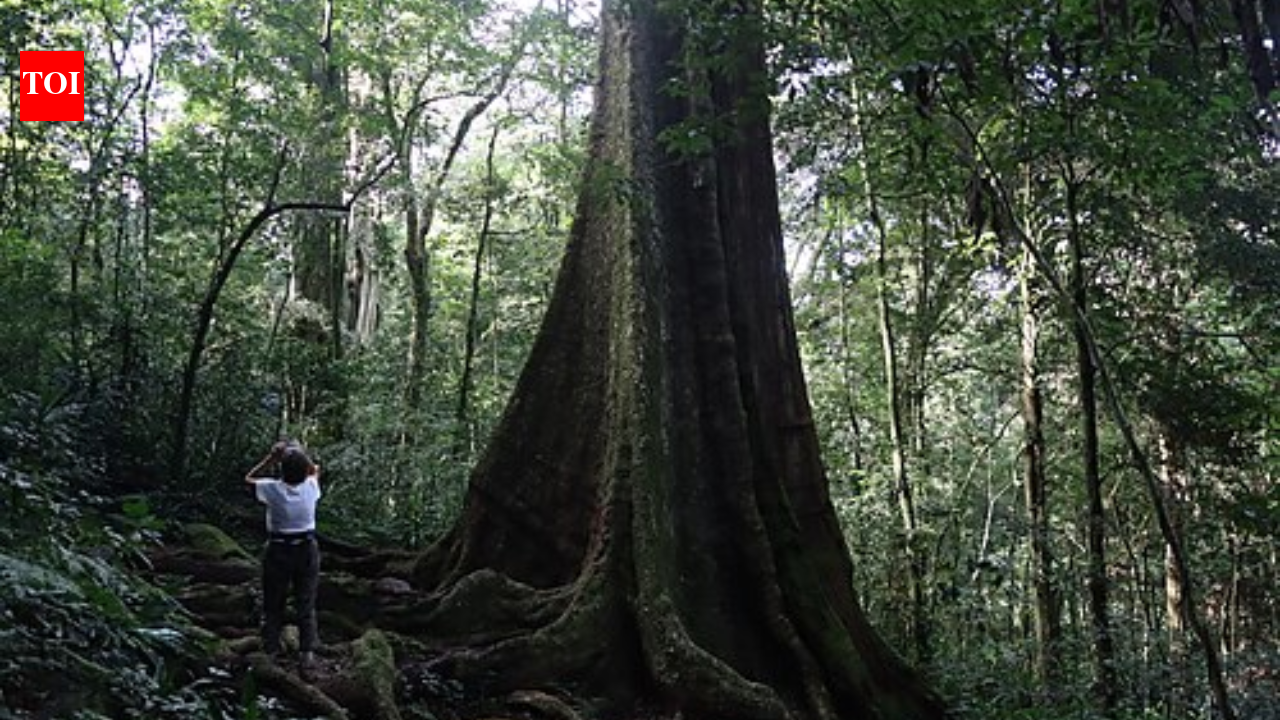 ज़ांज़ीबार में महोगनी की नई प्रजातियाँ मिलीं: उन पर ख़तरा मंडरा रहा है क्योंकि 30 से भी कम पेड़ बचे हैं |