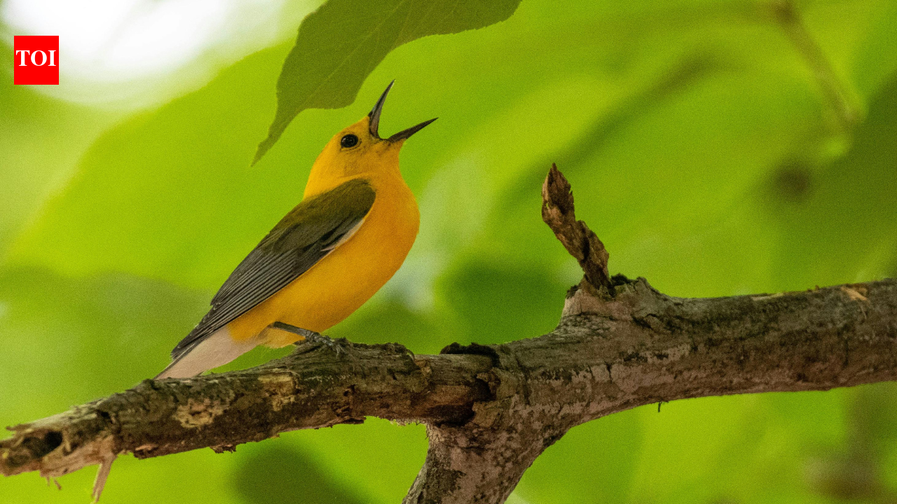 जब पक्षी आपके घर के आसपास गाते हैं: विज्ञान कहता है कि यह आपके दिमाग और कल्याण को बढ़ावा दे रहा है |