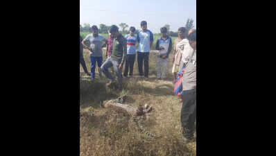 Leopard run over by vehicle on NH-53 in Bardoli