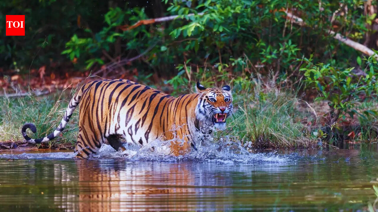 5 things that make Bandhavgarh National Park irresistible to nature lovers