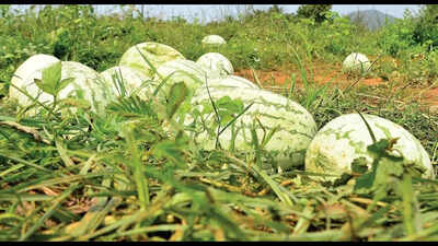 Pineapple, watermelon gain in summer fruit procurement trends