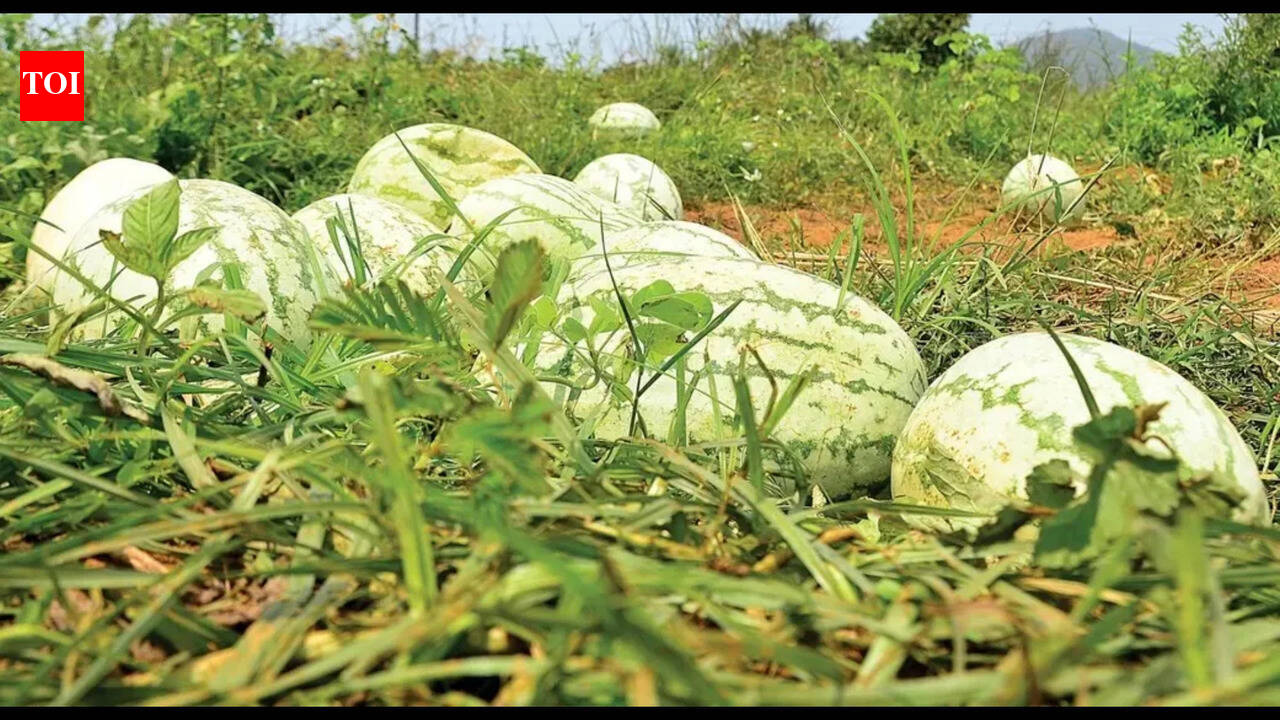 Pineapple, watermelon gain in summer fruit procurement trends