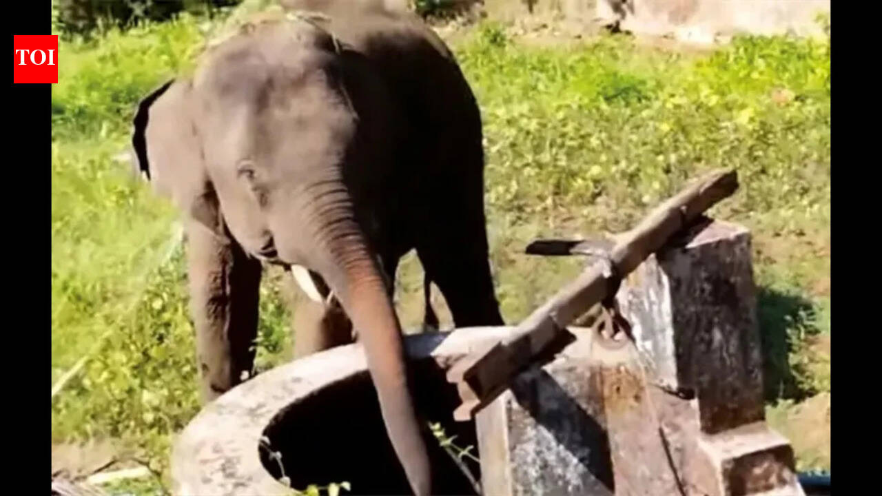 ‘Lack of coordinated action’ forces Omkar back into Goa