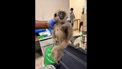 Exotic wildlife smuggling resurfaces: 49 species seized in 2 days at Chennai Airport